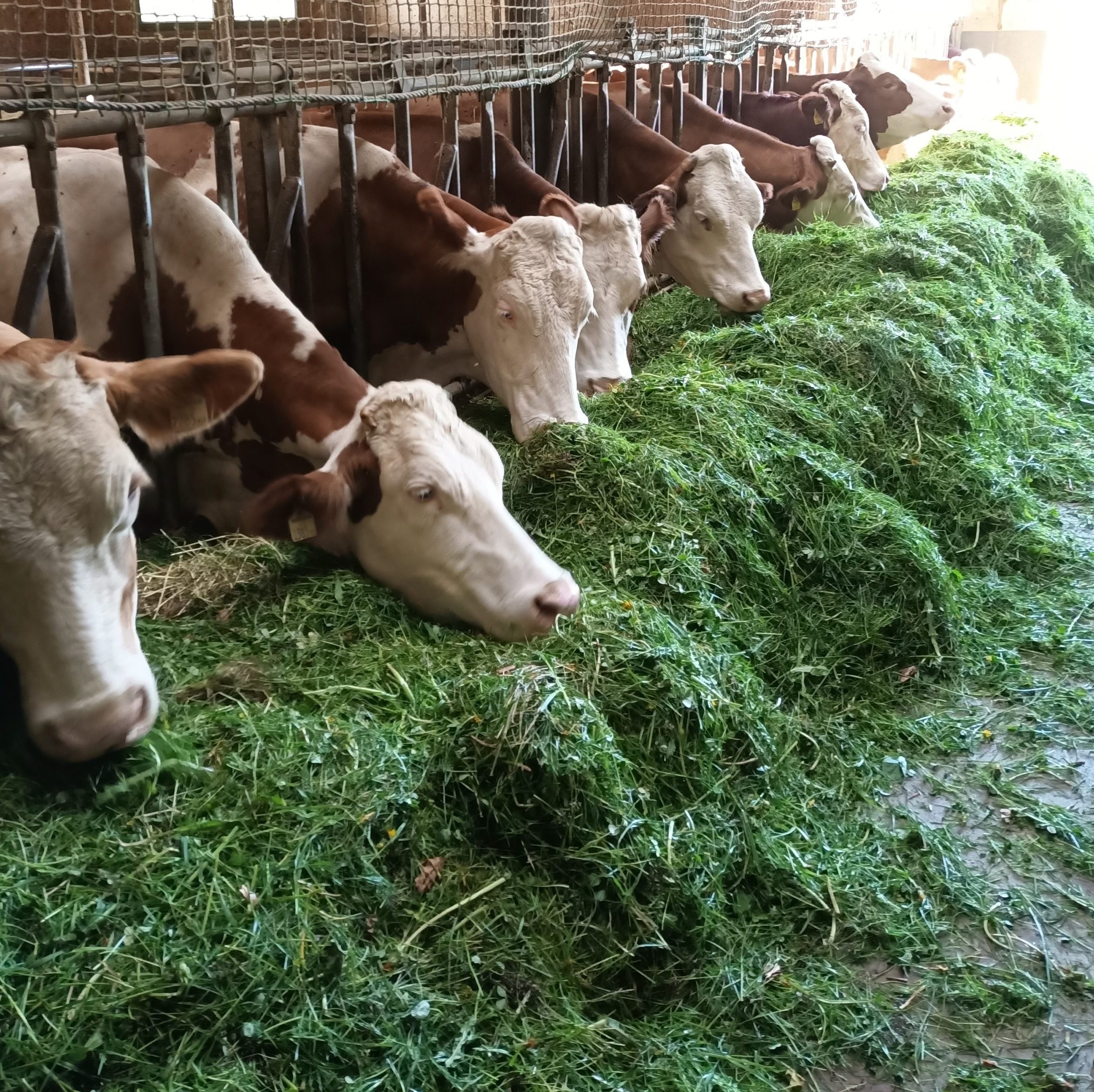 Rinder | Nachhaltigkeit | Tierwohl | Speck Lederer | Brandenbergerhof