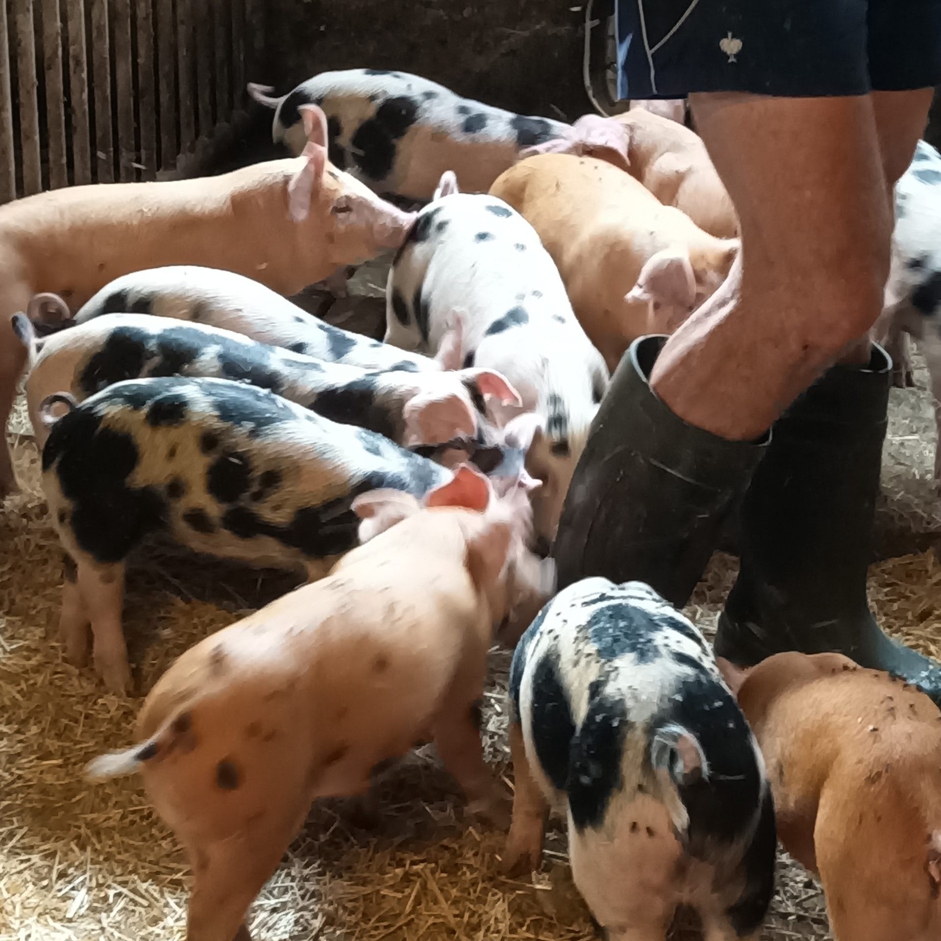 Schweine | Ferkel | Nachhaltigkeit | Tierwohl | Speck Lederer | Brandenbergerhof